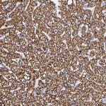 DECR1 Antibody in Immunohistochemistry (Paraffin) (IHC (P))