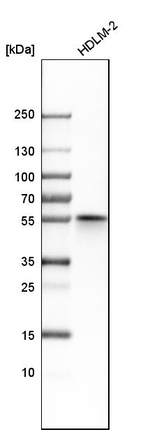 CALCOCO2 Antibody in Western Blot (WB)