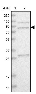 MSK2 Antibody in Western Blot (WB)