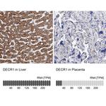 DECR1 Antibody