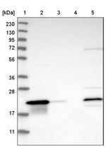 C8orf55 Antibody in Western Blot (WB)