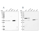 CRYZ Antibody in Western Blot (WB)