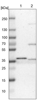 CRYZ Antibody in Western Blot (WB)