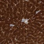CTH Antibody in Immunohistochemistry (Paraffin) (IHC (P))