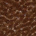 CTH Antibody in Immunohistochemistry (Paraffin) (IHC (P))
