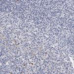 CTH Antibody in Immunohistochemistry (Paraffin) (IHC (P))