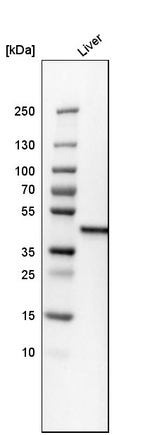 CTH Antibody in Western Blot (WB)