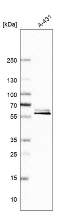 BAIAP2 Antibody in Western Blot (WB)