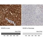 DCXR Antibody