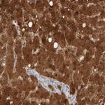 DCXR Antibody in Immunohistochemistry (Paraffin) (IHC (P))