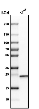 DCXR Antibody in Western Blot (WB)
