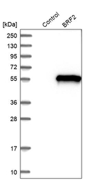 BRF2 Antibody in Western Blot (WB)