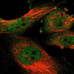 ENC-2 Antibody in Immunocytochemistry (ICC/IF)