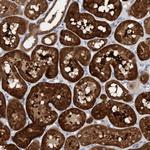 ENC-2 Antibody in Immunohistochemistry (Paraffin) (IHC (P))