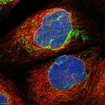 MRPS23 Polyclonal Antibody