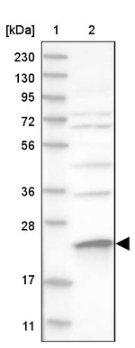 MRPS23 Antibody in Western Blot (WB)
