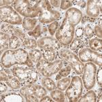 ZBTB2 Antibody in Immunohistochemistry (Paraffin) (IHC (P))