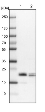 4EBP1 Antibody in Western Blot (WB)