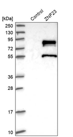 ZNF23 Antibody in Western Blot (WB)