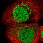 DAP3 Polyclonal Antibody