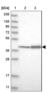 DAP3 Antibody in Western Blot (WB)