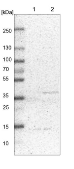 DAP3 Antibody in Western Blot (WB)