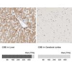 C8B Antibody