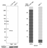 GCLM Antibody in Western Blot (WB)