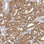 MSRA Antibody in Immunohistochemistry (Paraffin) (IHC (P))
