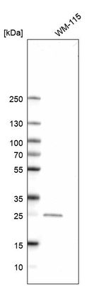 MSRA Antibody in Western Blot (WB)