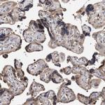Syntenin 1 Antibody in Immunohistochemistry (Paraffin) (IHC (P))