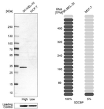 Syntenin 1 Antibody in Western Blot (WB)