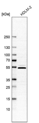 ARID5A Antibody in Western Blot (WB)