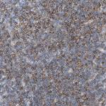 Fyn Antibody in Immunohistochemistry (Paraffin) (IHC (P))