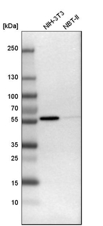 Fyn Antibody in Western Blot (WB)
