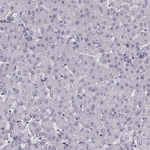 TTC25 Antibody in Immunohistochemistry (Paraffin) (IHC (P))