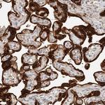 DEPDC6 Antibody in Immunohistochemistry (Paraffin) (IHC (P))