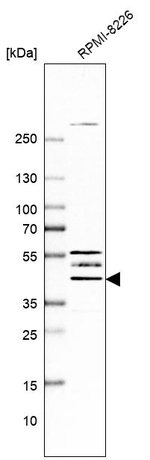 DEPDC6 Antibody in Western Blot (WB)