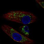 DEPDC6 Antibody in Immunocytochemistry (ICC/IF)