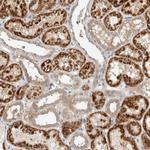 PDE7B Antibody in Immunohistochemistry (Paraffin) (IHC (P))