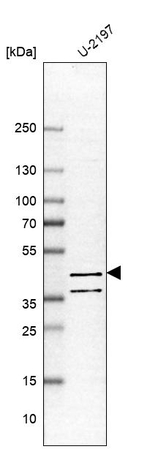 PDE7B Antibody in Western Blot (WB)