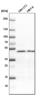 eIF3e Antibody in Western Blot (WB)