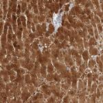 Arginase 1 Antibody in Immunohistochemistry (Paraffin) (IHC (P))
