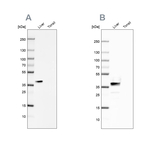 Arginase 1 Antibody in Western Blot (WB)
