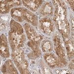 Complement Factor I Antibody in Immunohistochemistry (Paraffin) (IHC (P))