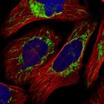 TUFM Polyclonal Antibody