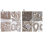 TUFM Antibody in Immunohistochemistry (Paraffin) (IHC (P))