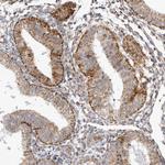 TUFM Antibody in Immunohistochemistry (Paraffin) (IHC (P))