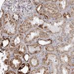 TUFM Antibody in Immunohistochemistry (Paraffin) (IHC (P))