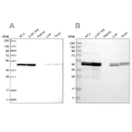 TUFM Antibody in Western Blot (WB)